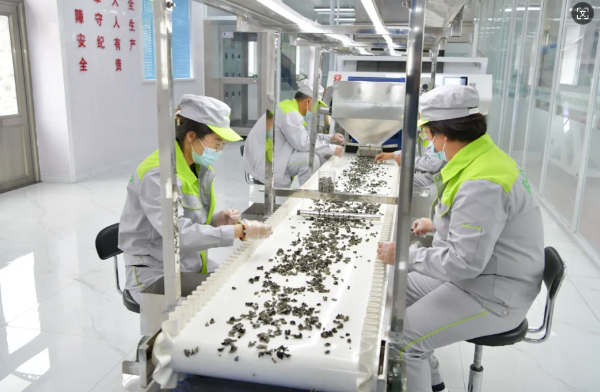 綏陽 第五屆黑木耳采摘節盛裝啟幕，茶香木耳共繪鄉村振興新畫卷